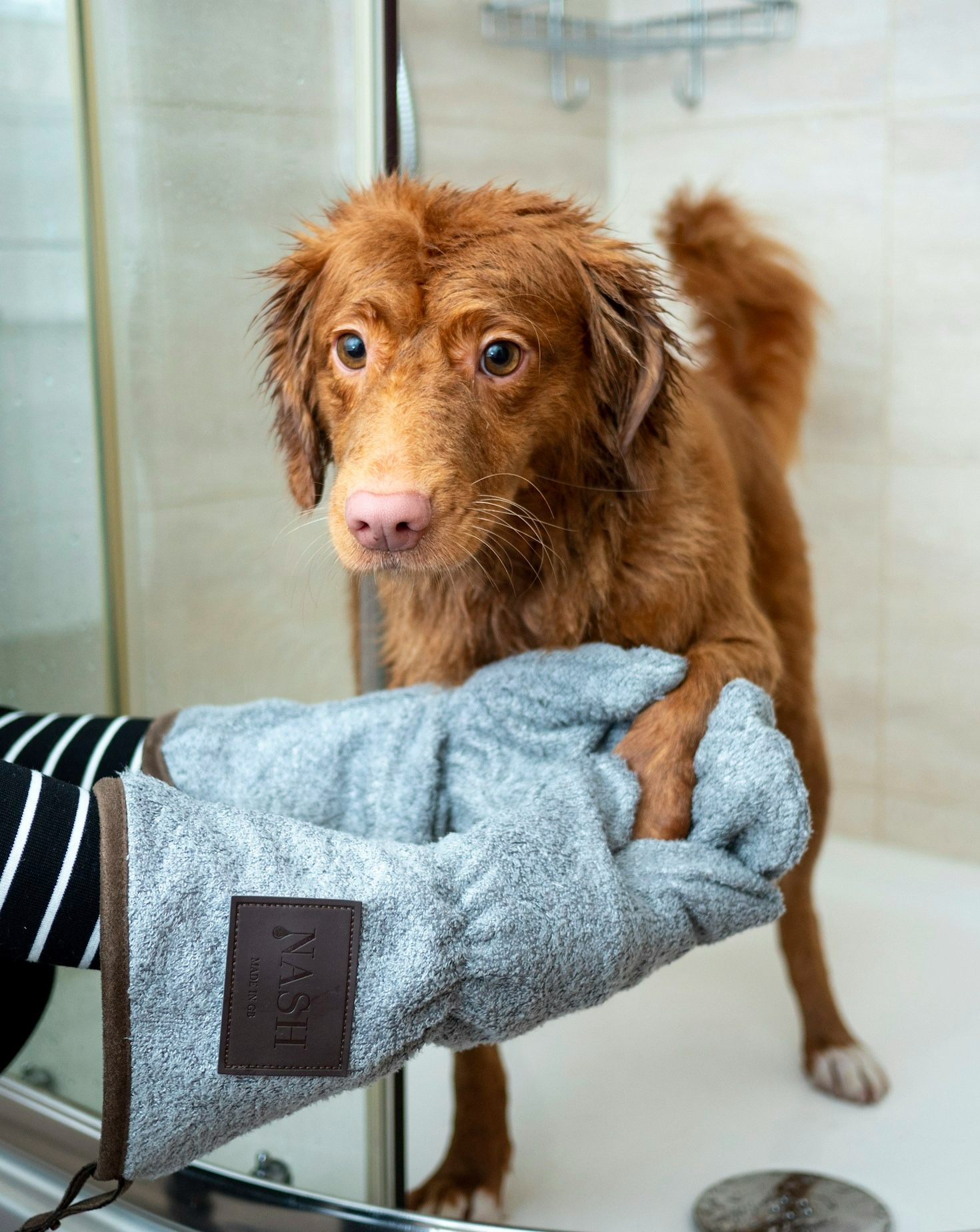 The Benefits of Professional Grooming for Your Pet