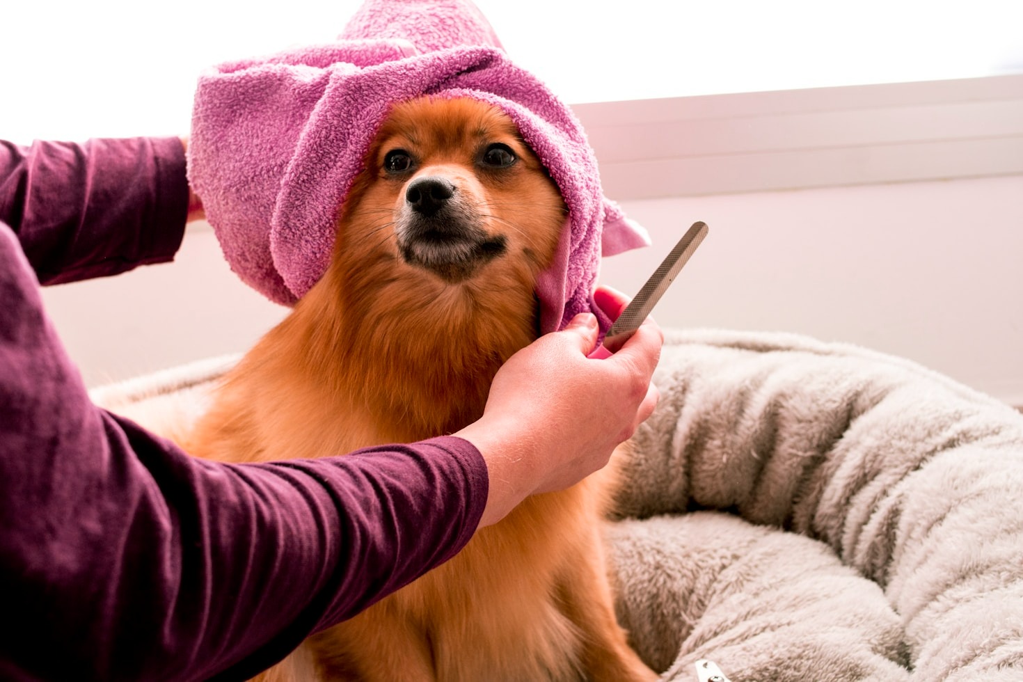 Comfort and Style: The Key to Pet Grooming