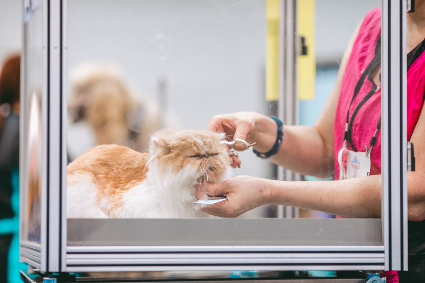 Soft Touch: Ensuring Comfort During Grooming